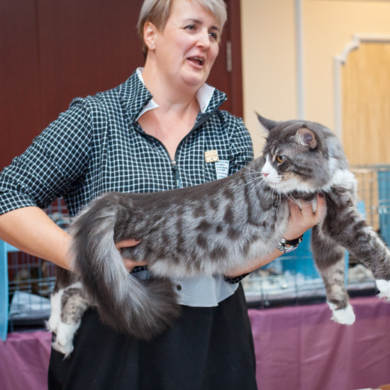 Sher MegaDonna, он же Котявчик