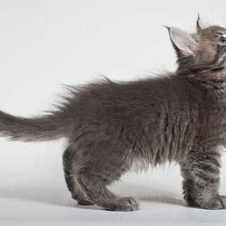 Blue tabby — наши дети голубого окраса