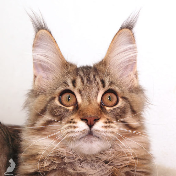 Белка (Catsvill County Rich&Famous)