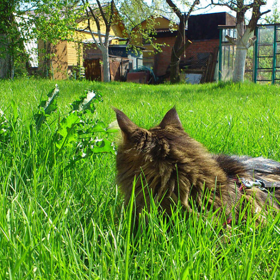 Куномать
