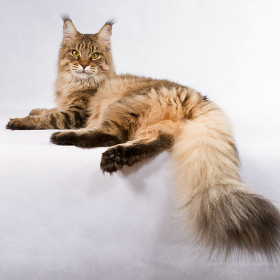 Белка (Catsvill County Rich&Famous)