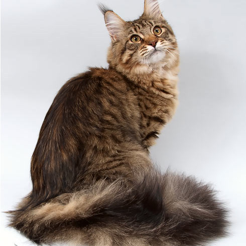 Белка (Catsvill County Rich&Famous)