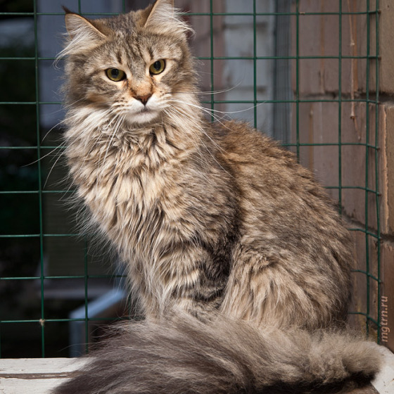 Котята Шмыги и КакРыса