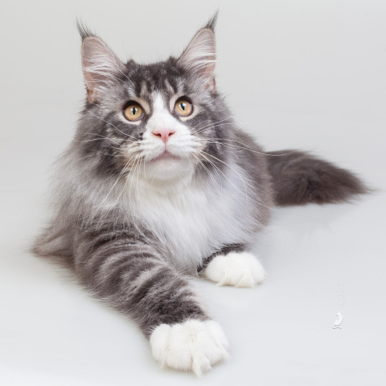 Sher MegaDonna, он же Котявчик