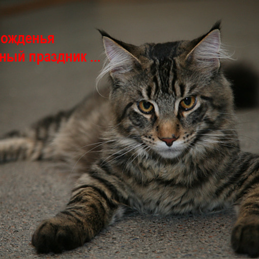 Великий Тигр и прекрасная Муржетт