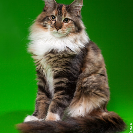Mymains Kyna of Megatherion, Енот