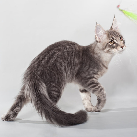 Blue tabby — наши дети голубого окраса