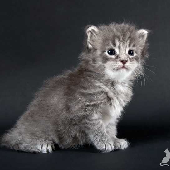 Blue tabby — наши дети голубого окраса