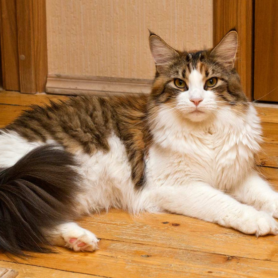Котята Minsk Super Coon