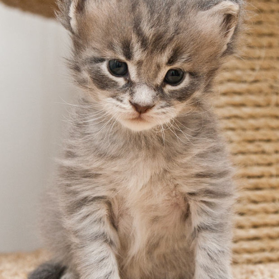 Blue tabby — наши дети голубого окраса