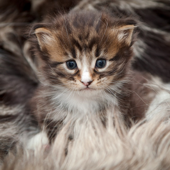 Megatherion Oger