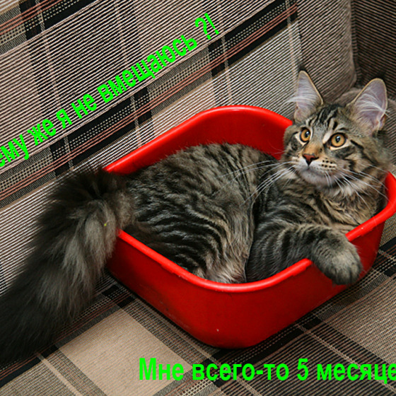 Великий Тигр и прекрасная Муржетт