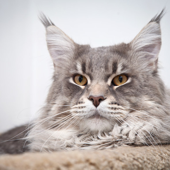 Blue tabby — наши дети голубого окраса