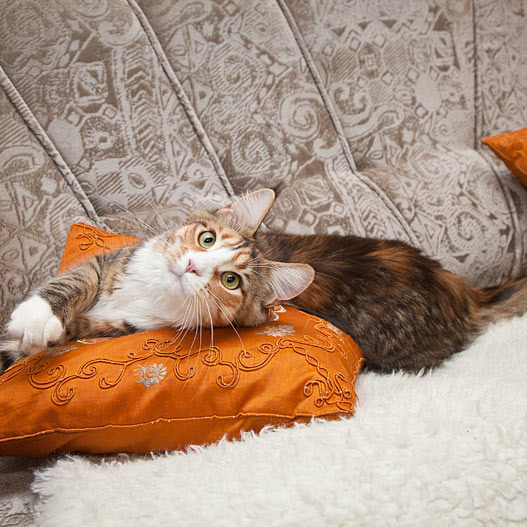 Котята Minsk Super Coon