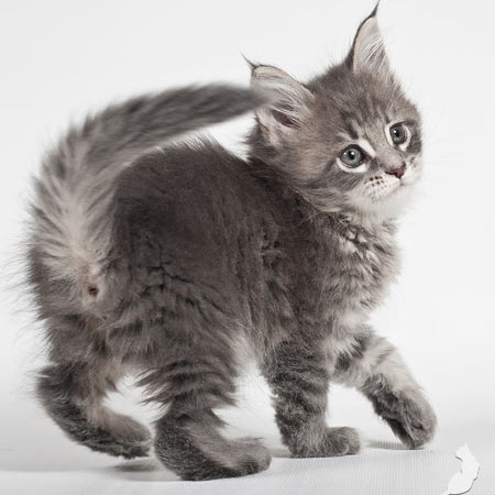 Blue tabby — наши дети голубого окраса
