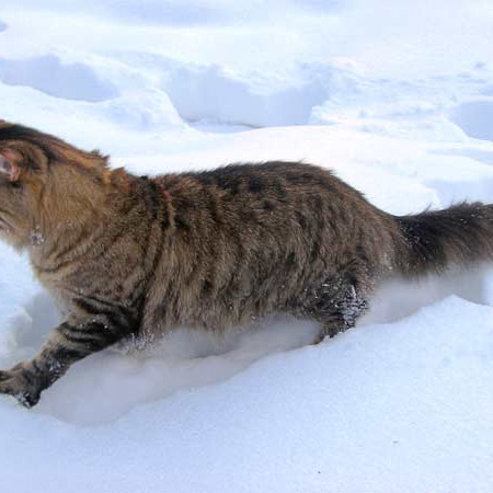 Мейн-куны на природе
