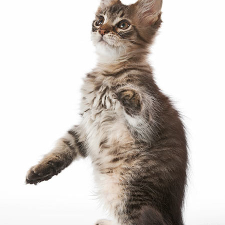 Котята Шмыги и КакРыса