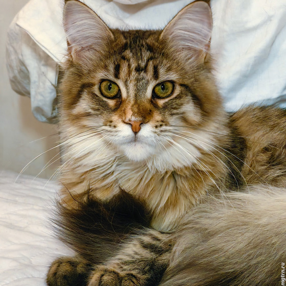 Фото Megatherion Cool Cat