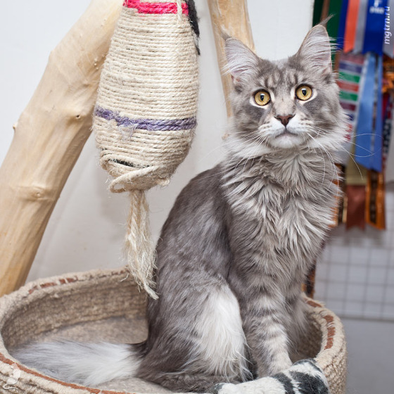 Котята Шмыги и КакРыса