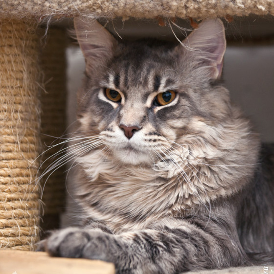 Blue tabby — наши дети голубого окраса