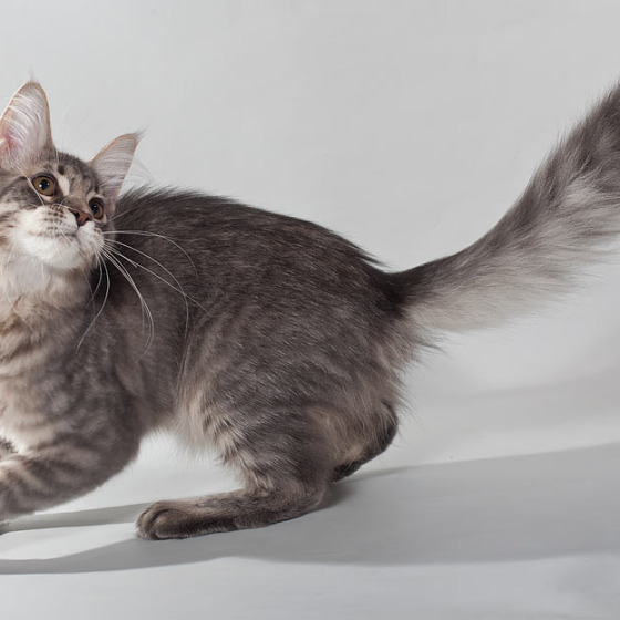 Blue tabby — наши дети голубого окраса
