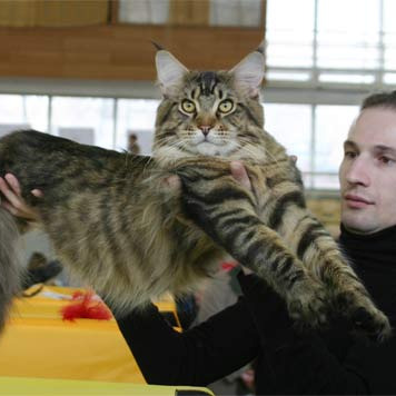 Рыс, Кот-Отец