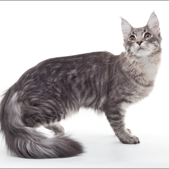 Blue tabby — наши дети голубого окраса