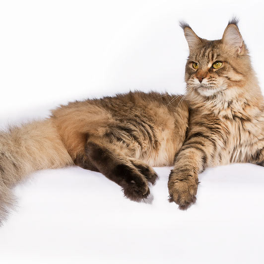 Белка (Catsvill County Rich&Famous)