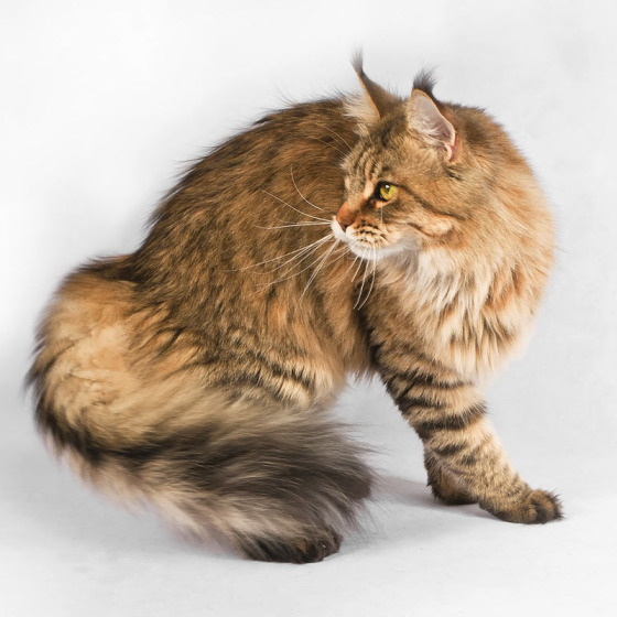 Белка (Catsvill County Rich&Famous)