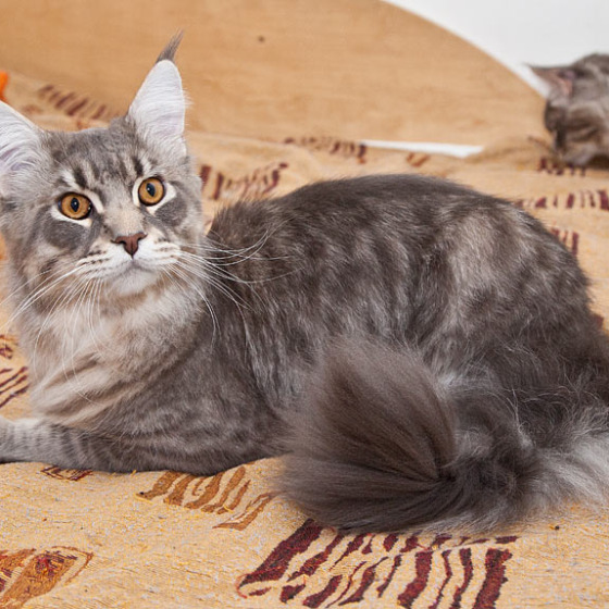 Blue tabby — наши дети голубого окраса