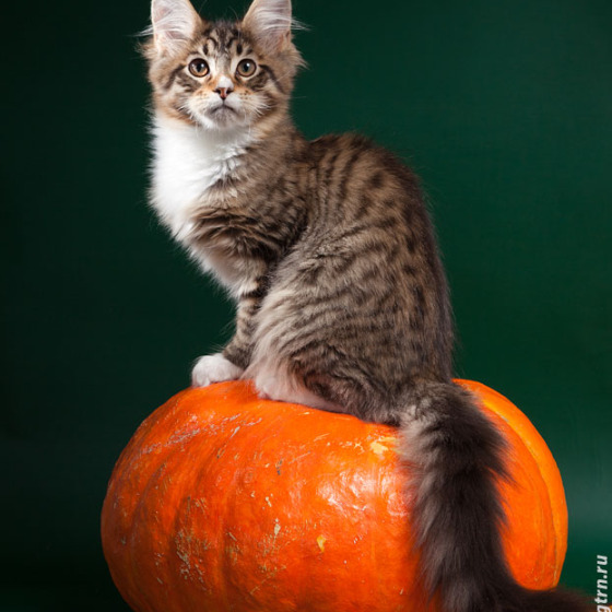 Дети Звезды и Котика Зло