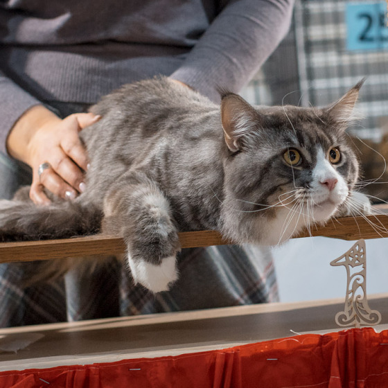 Sher MegaDonna, он же Котявчик