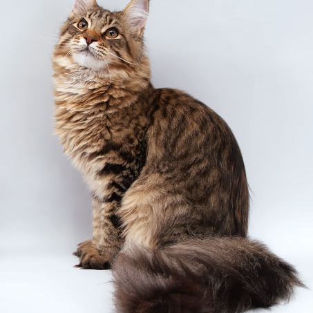 Белка (Catsvill County Rich&Famous)