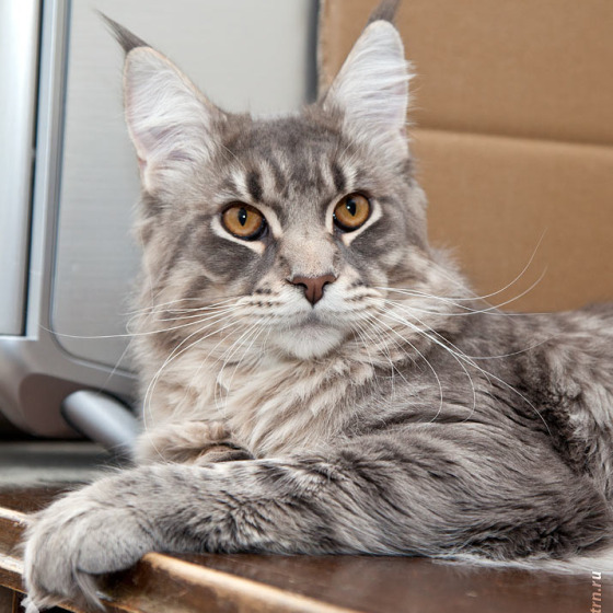 Blue tabby — наши дети голубого окраса