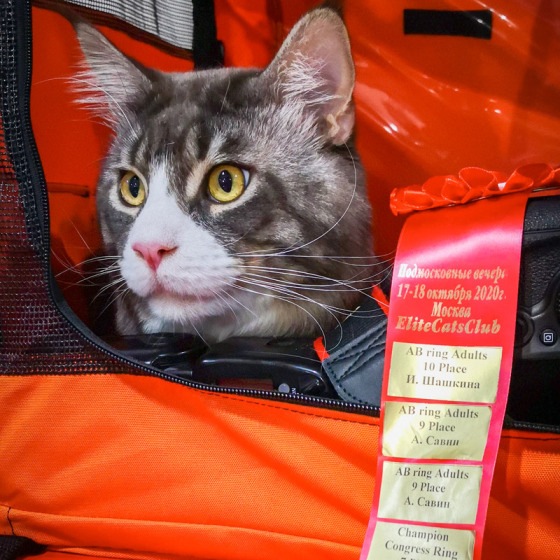 Sher MegaDonna, он же Котявчик
