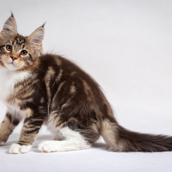 Дети Звезды и Котика Зло