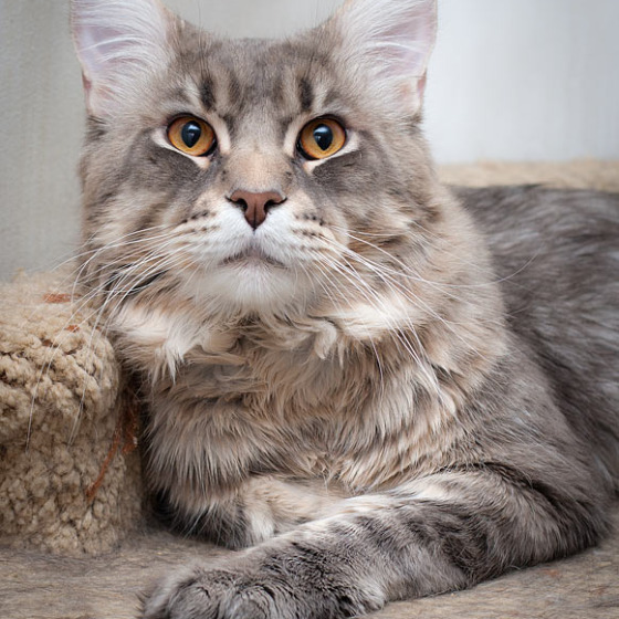 Blue tabby — наши дети голубого окраса