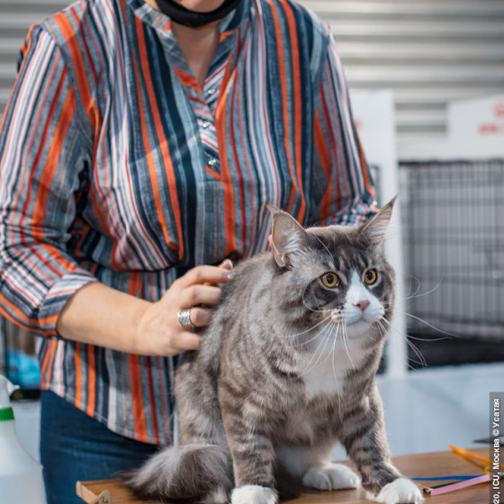 Sher MegaDonna, он же Котявчик