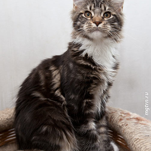 Котята Minsk Super Coon