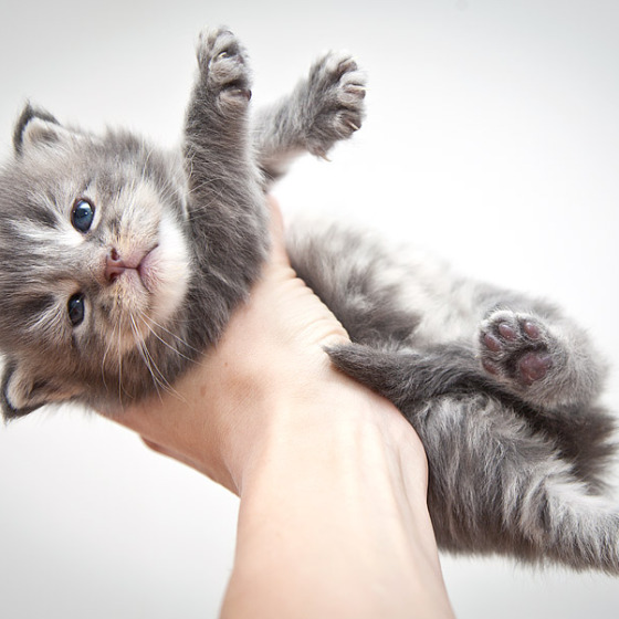Котята помёта On Stage