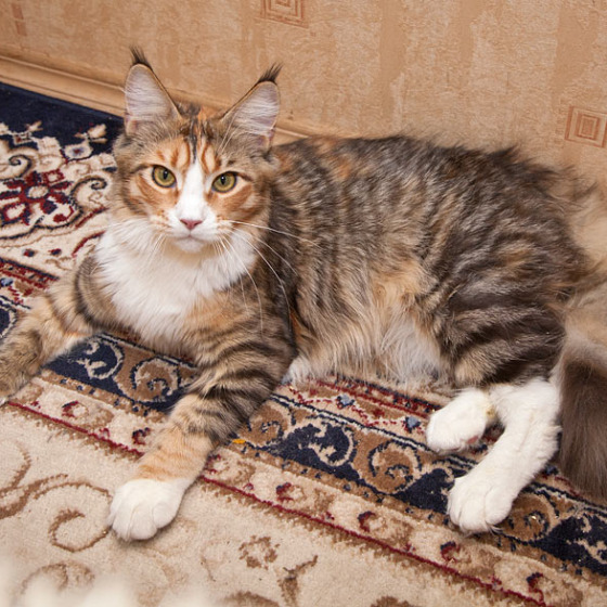 Котята Minsk Super Coon