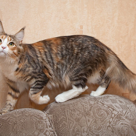 Котята Minsk Super Coon