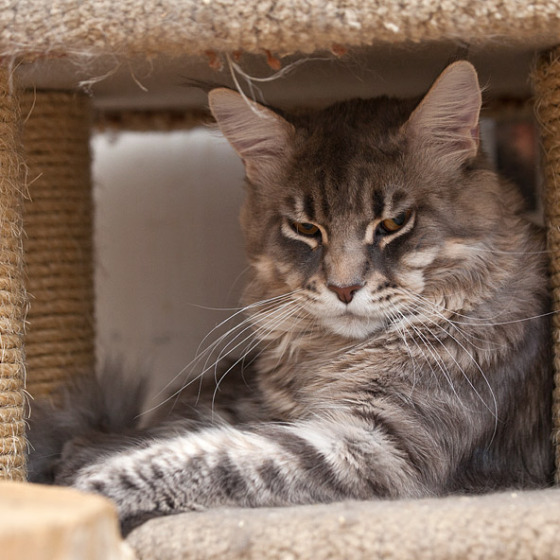 Blue tabby — наши дети голубого окраса