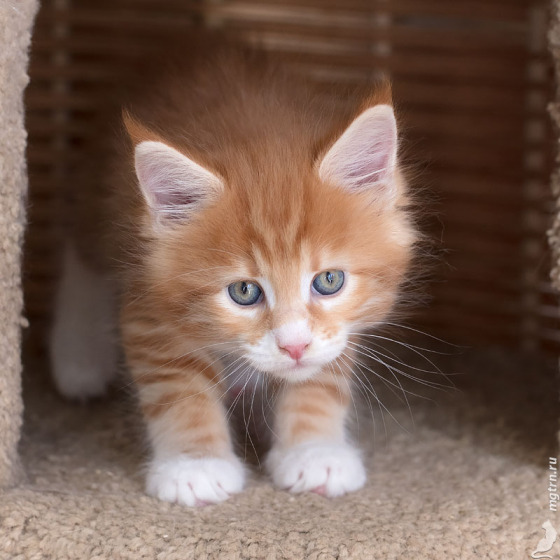 Megatherion Megadeth
