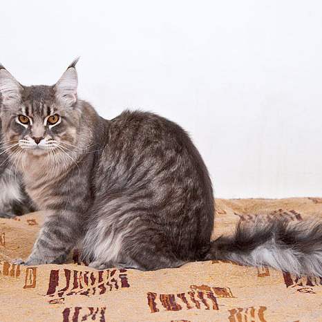 Blue tabby — наши дети голубого окраса