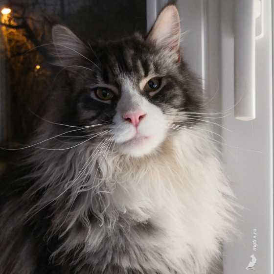 Sher MegaDonna, он же Котявчик