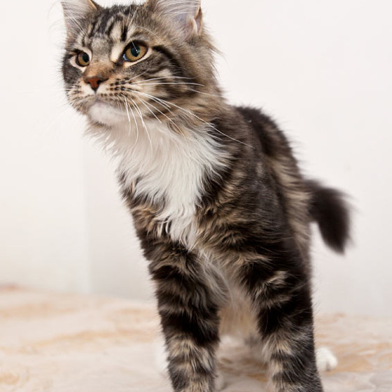 Котята Minsk Super Coon