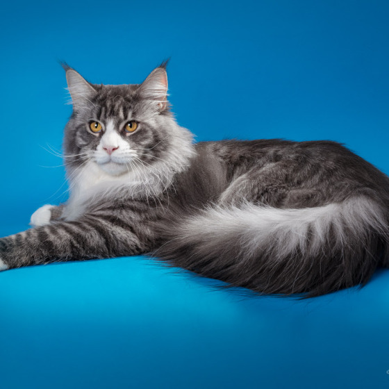 Sher MegaDonna, он же Котявчик