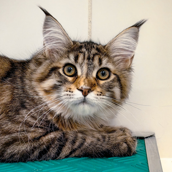 Фото Megatherion Cool Cat