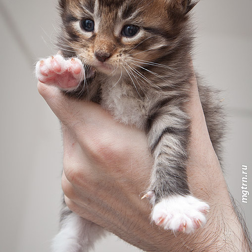 Котята помёта On Stage